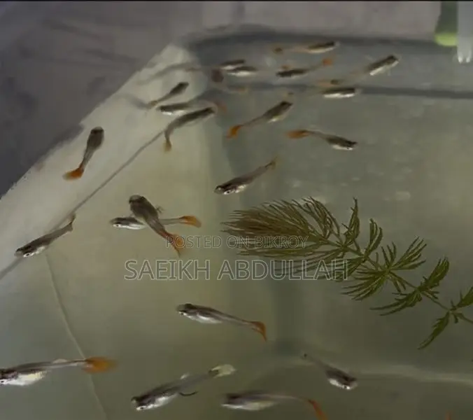 Rtp Dumbo Ear Guppy Fish Baby