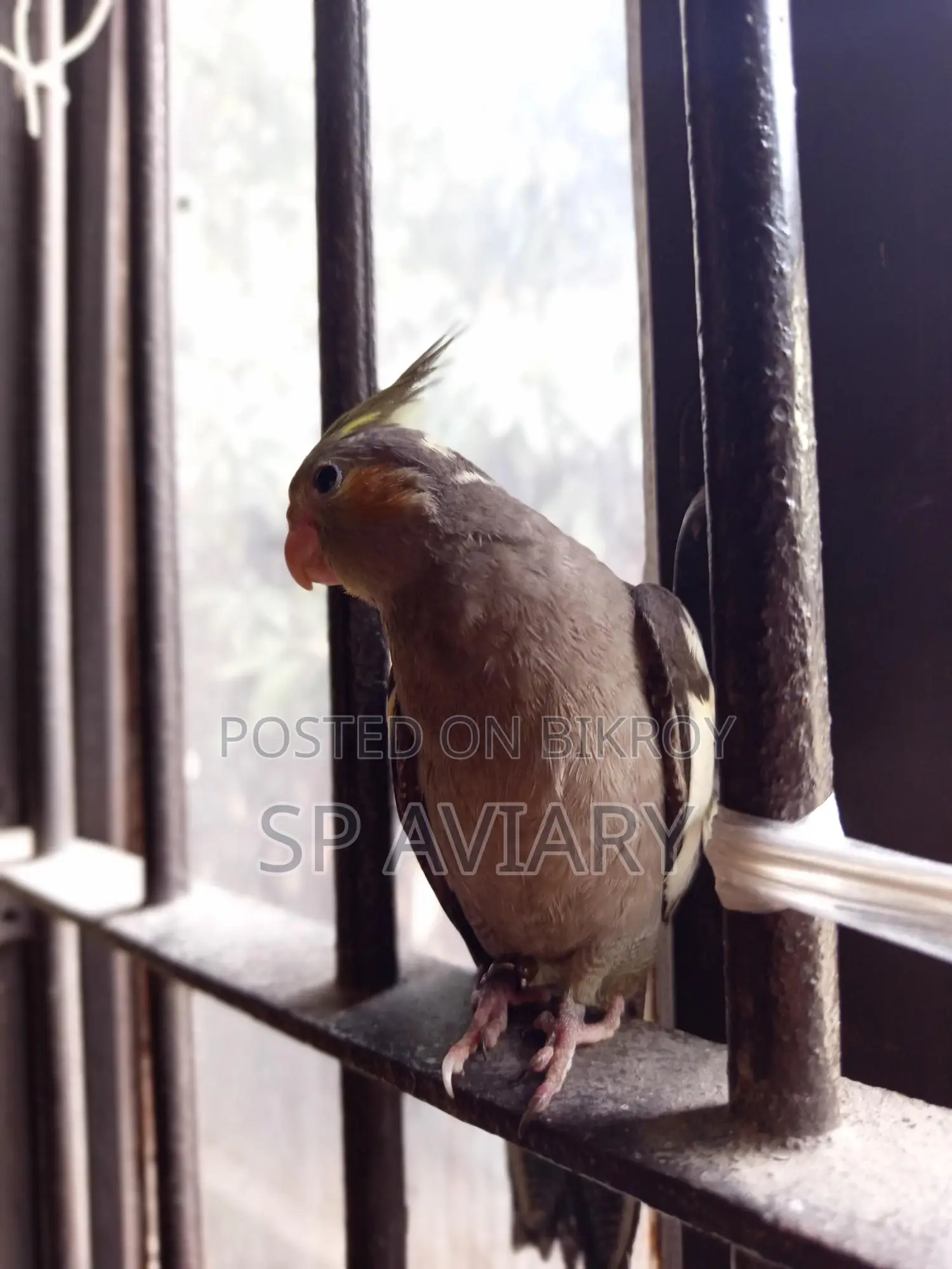 টেম গ্রে ককাটেল