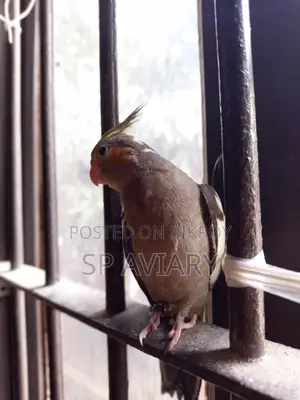 টেম গ্রে ককাটেল