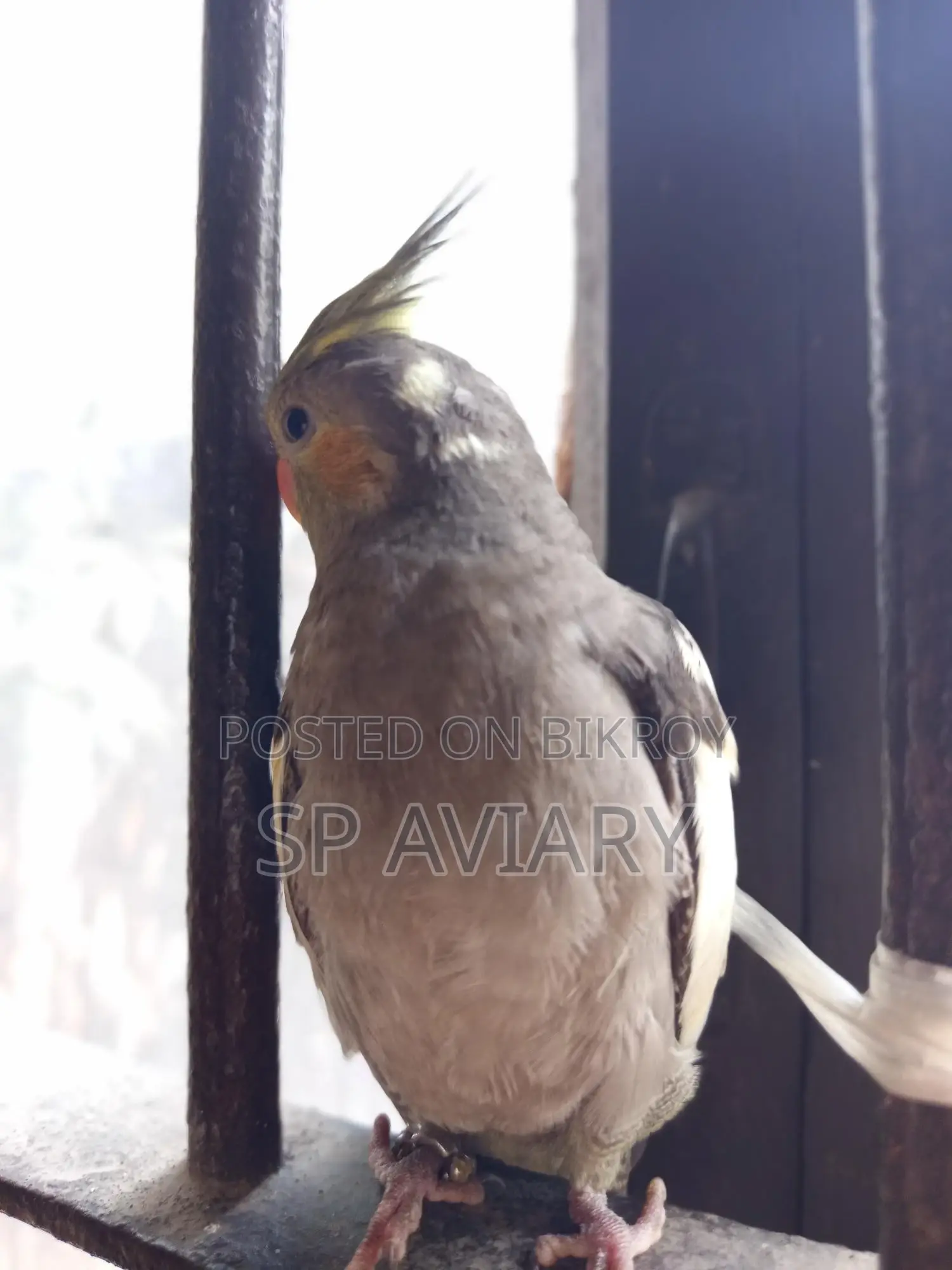 টেম গ্রে ককাটেল