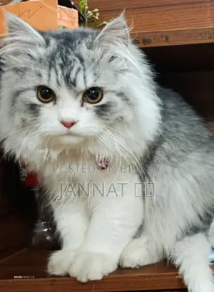 Persian Cat