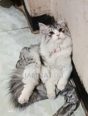 Persian Cat