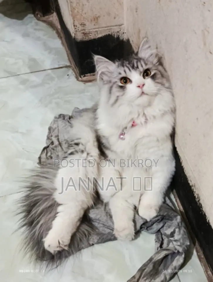 Persian Cat