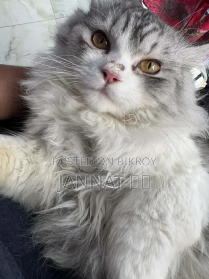 Persian Cat