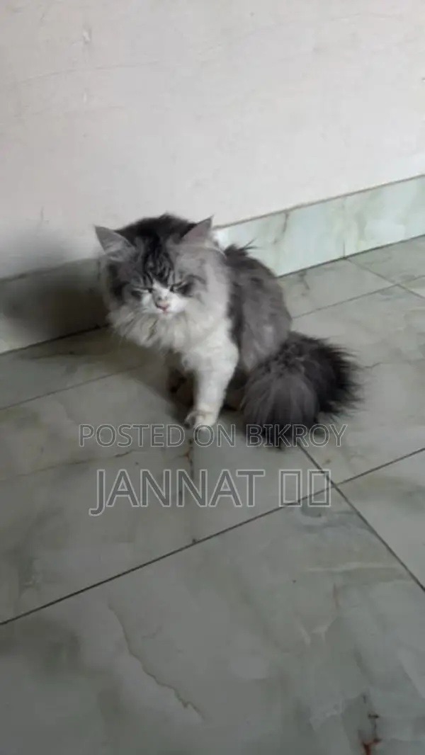 Persian Cat