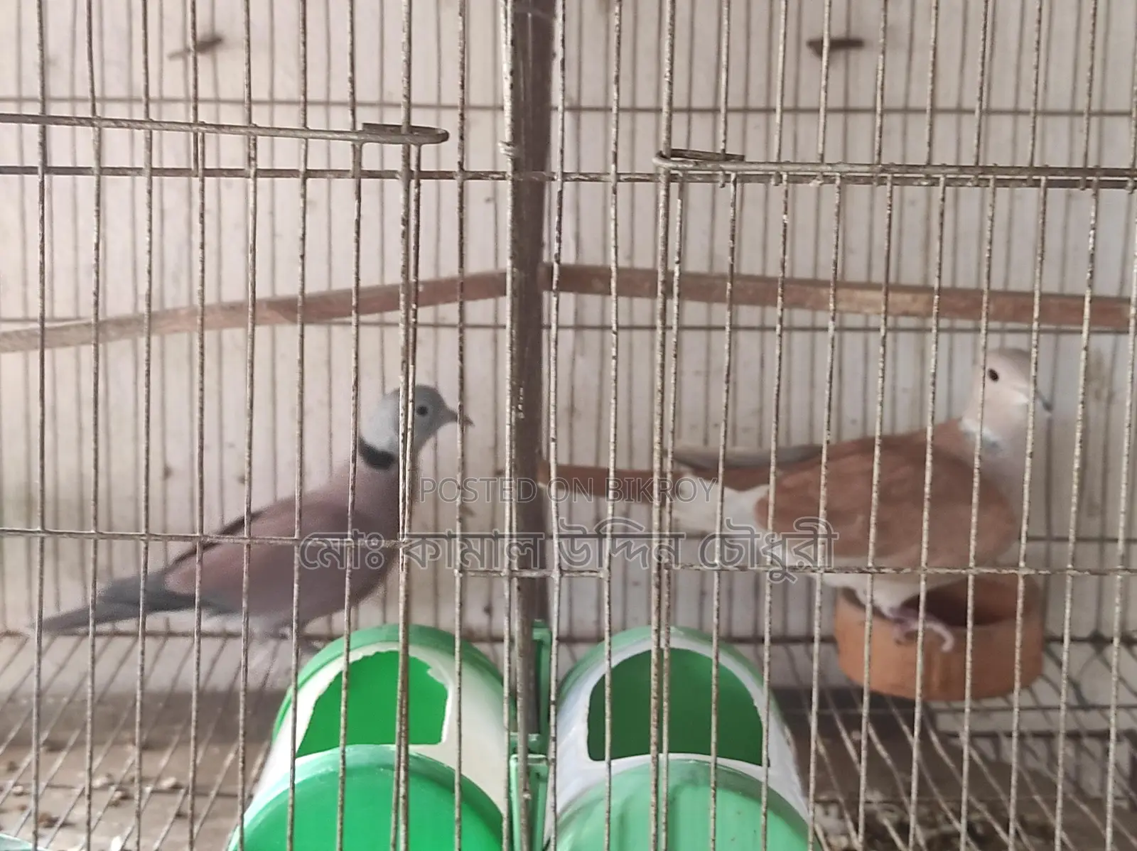 তিলা মেল ও অস্ট্রেলিয়ান মাদী সিংগেল
