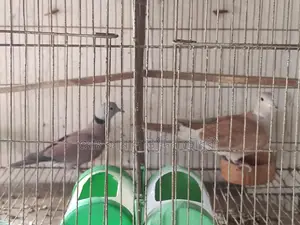 তিলা মেল ও অস্ট্রেলিয়ান মাদী সিংগেল
