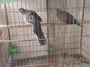 তিলা মেল ও অস্ট্রেলিয়ান মাদী সিংগেল
