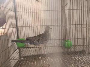 তিলা মেল ও অস্ট্রেলিয়ান মাদী সিংগেল