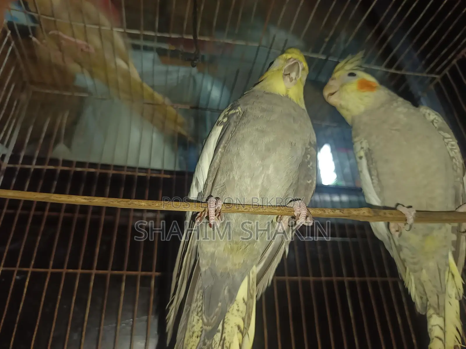 Cockatiel Bird
