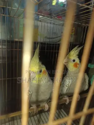 Cockatiel Bird