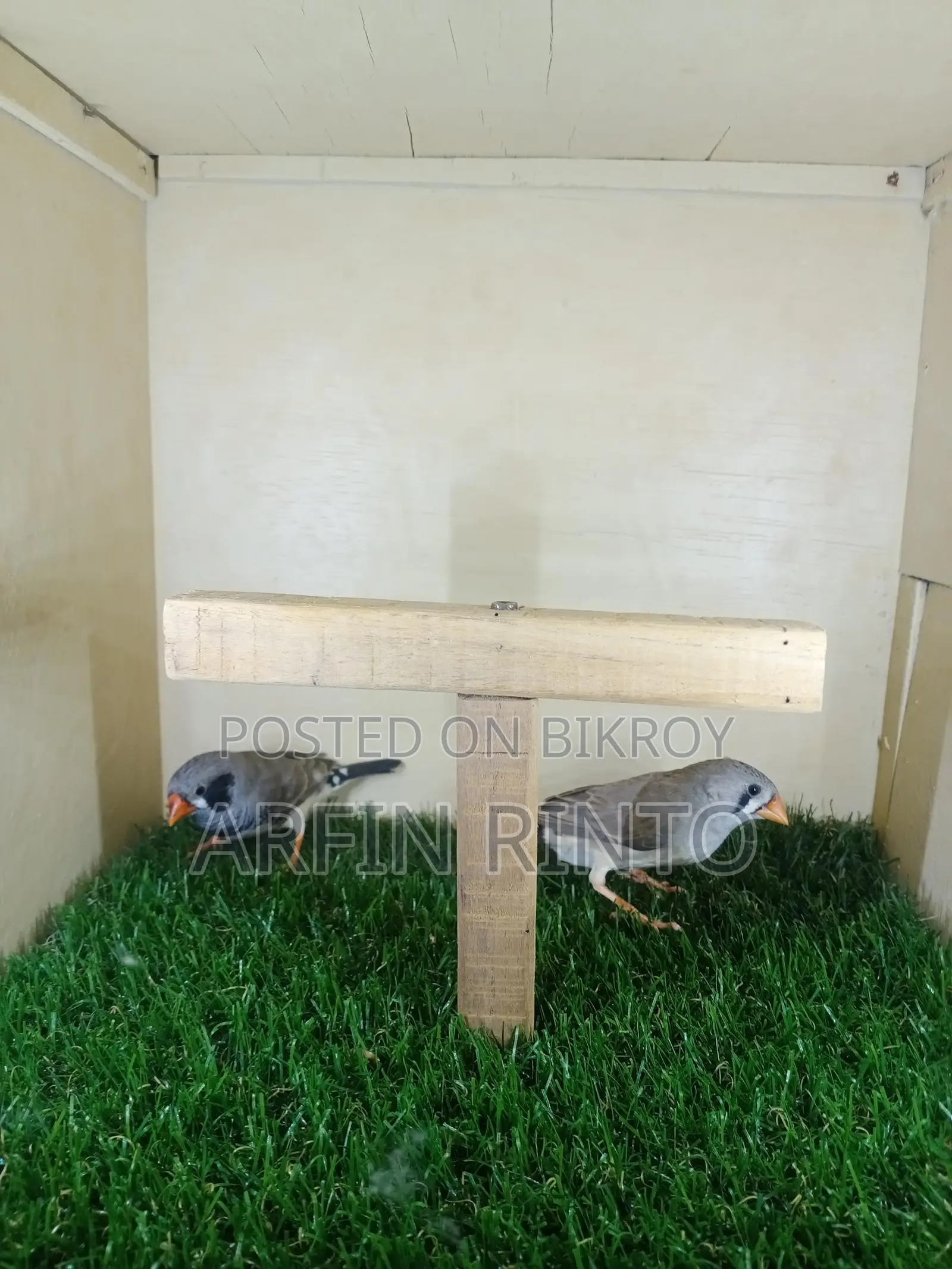A pair of Zebra Finch birds for sale