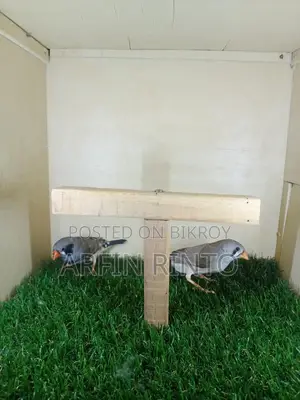 A pair of Zebra Finch birds for sale