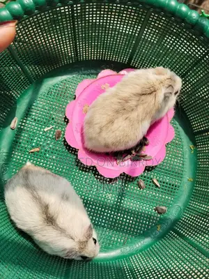Hamster For Sale