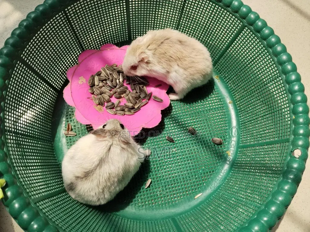 Hamster For Sale