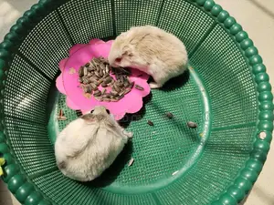 Hamster For Sale