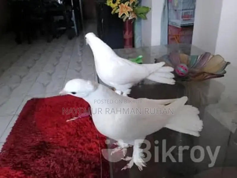 Fancy Pigeon (Running)
