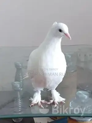 Fancy Pigeon (Running)