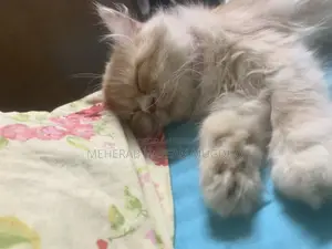 Punch Face Pure Persian