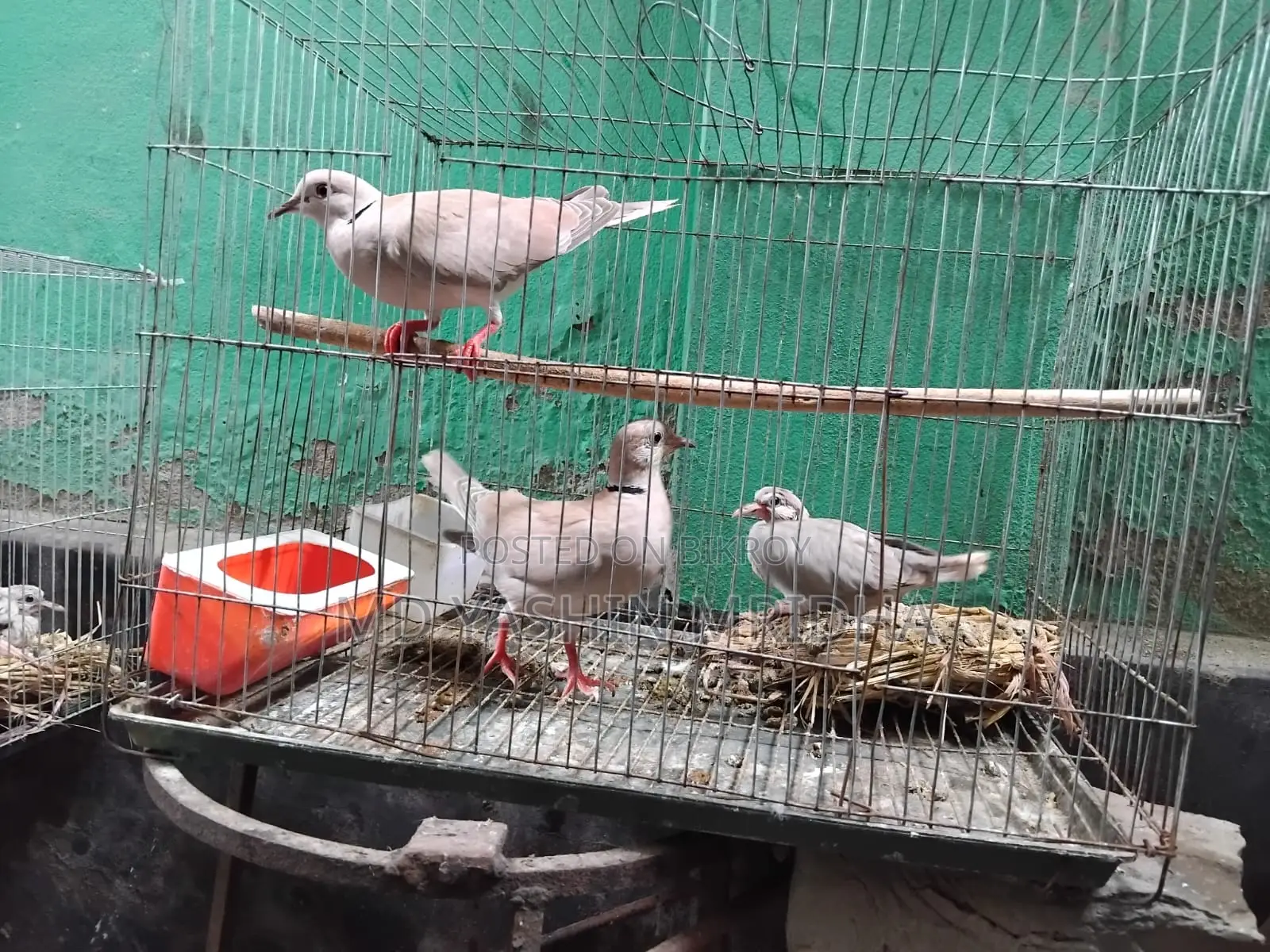 ঘুঘু ও বাজিগর পাখি বিক্রি হবে