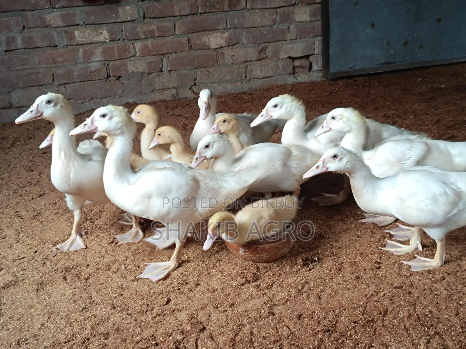 White Ducklings for Sale