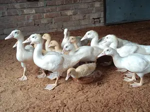 সাদা চিনা হাসের বাচ্চা সেল হবে