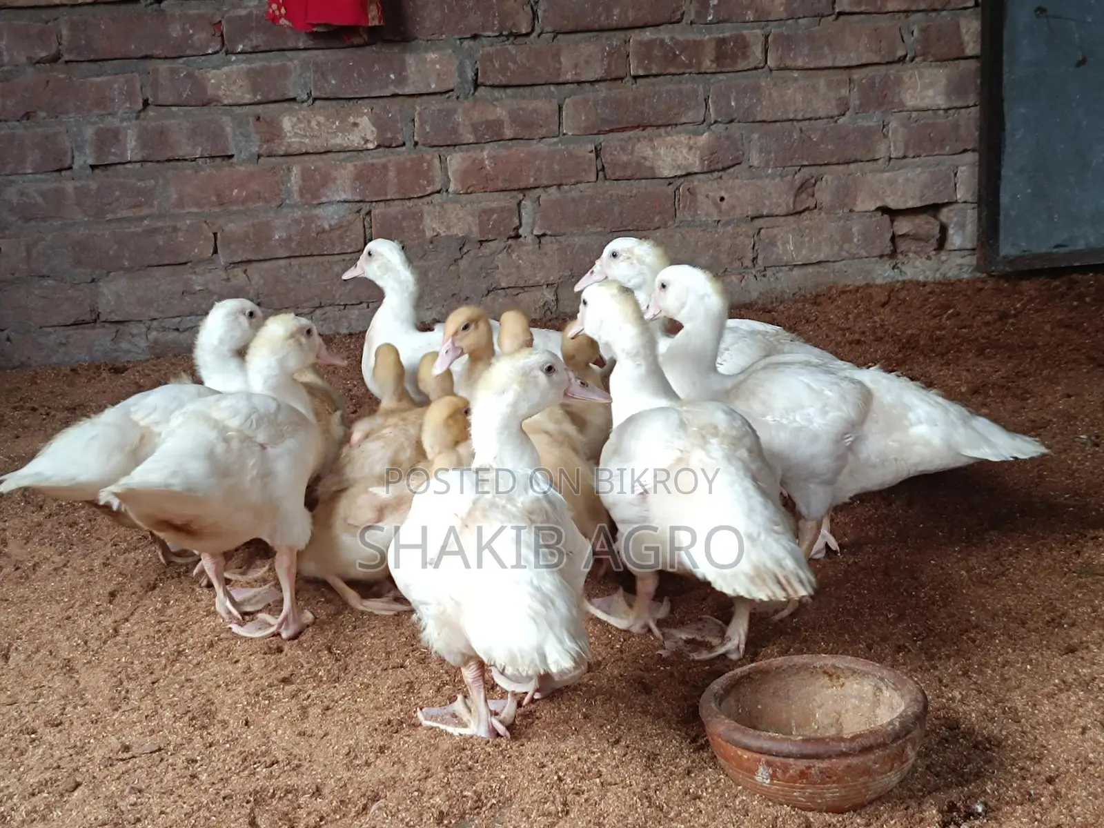 White Ducklings for Sale