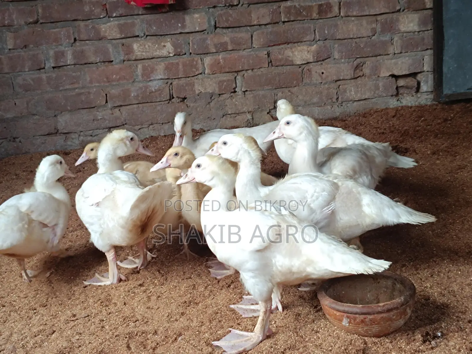 White Ducklings for Sale