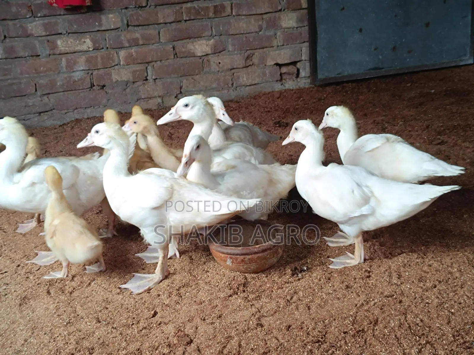 White Ducklings for Sale