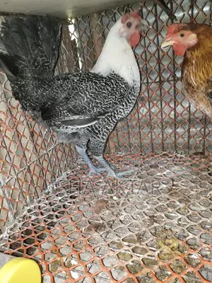 Egg-laying running chickens