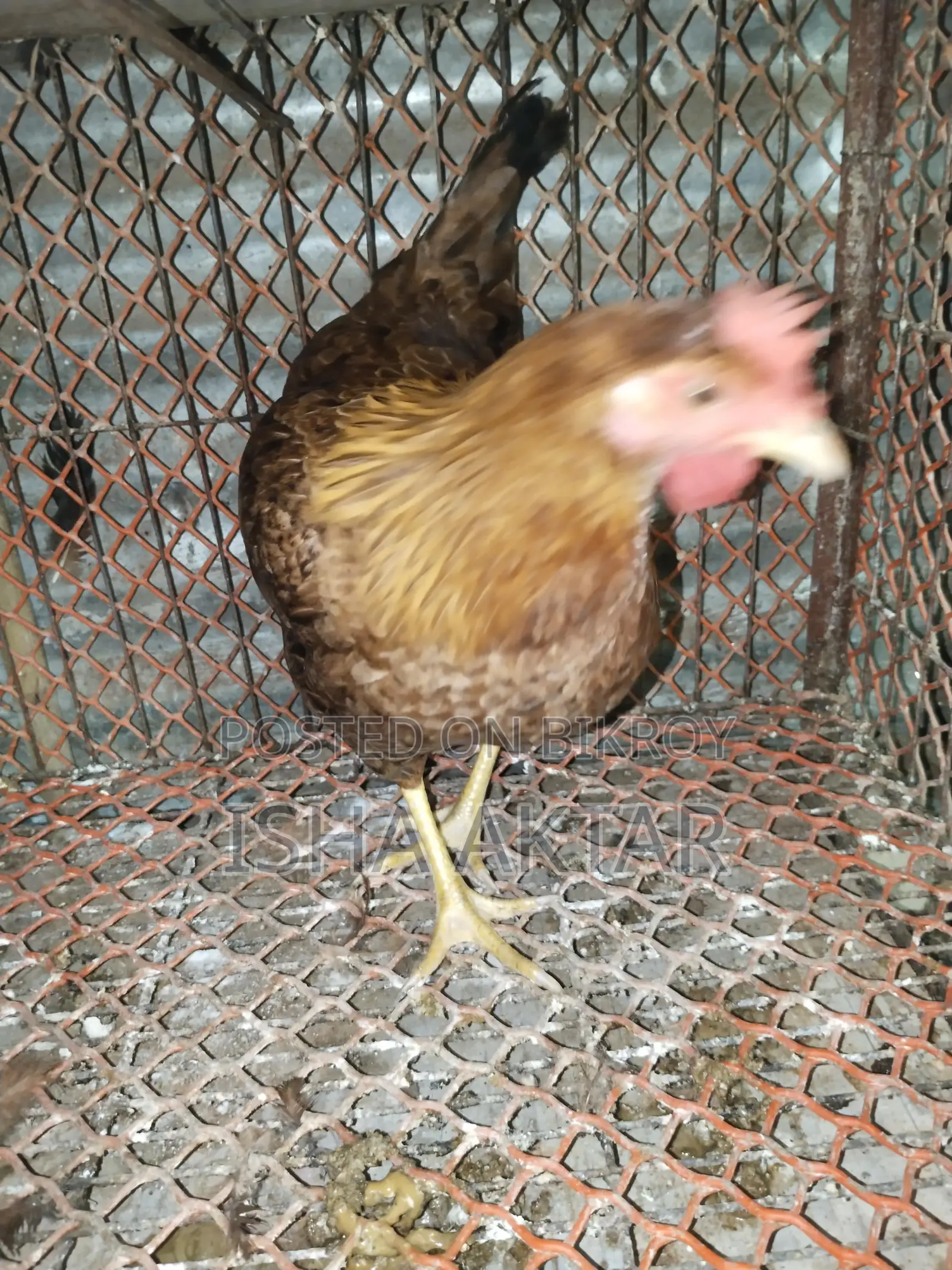 Egg-laying running chickens
