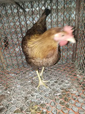 Egg-laying running chickens