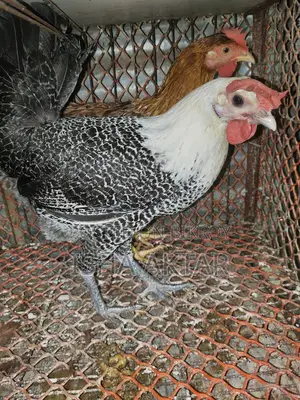 Egg-laying running chickens