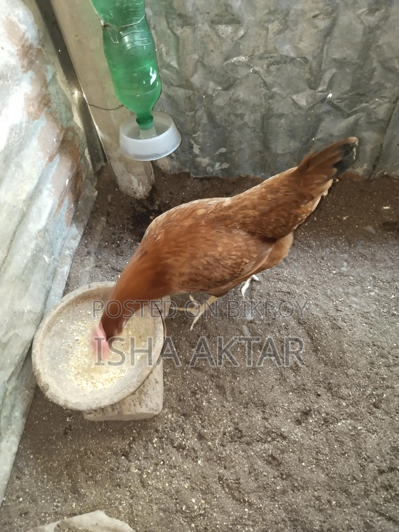 Egg-laying running chickens