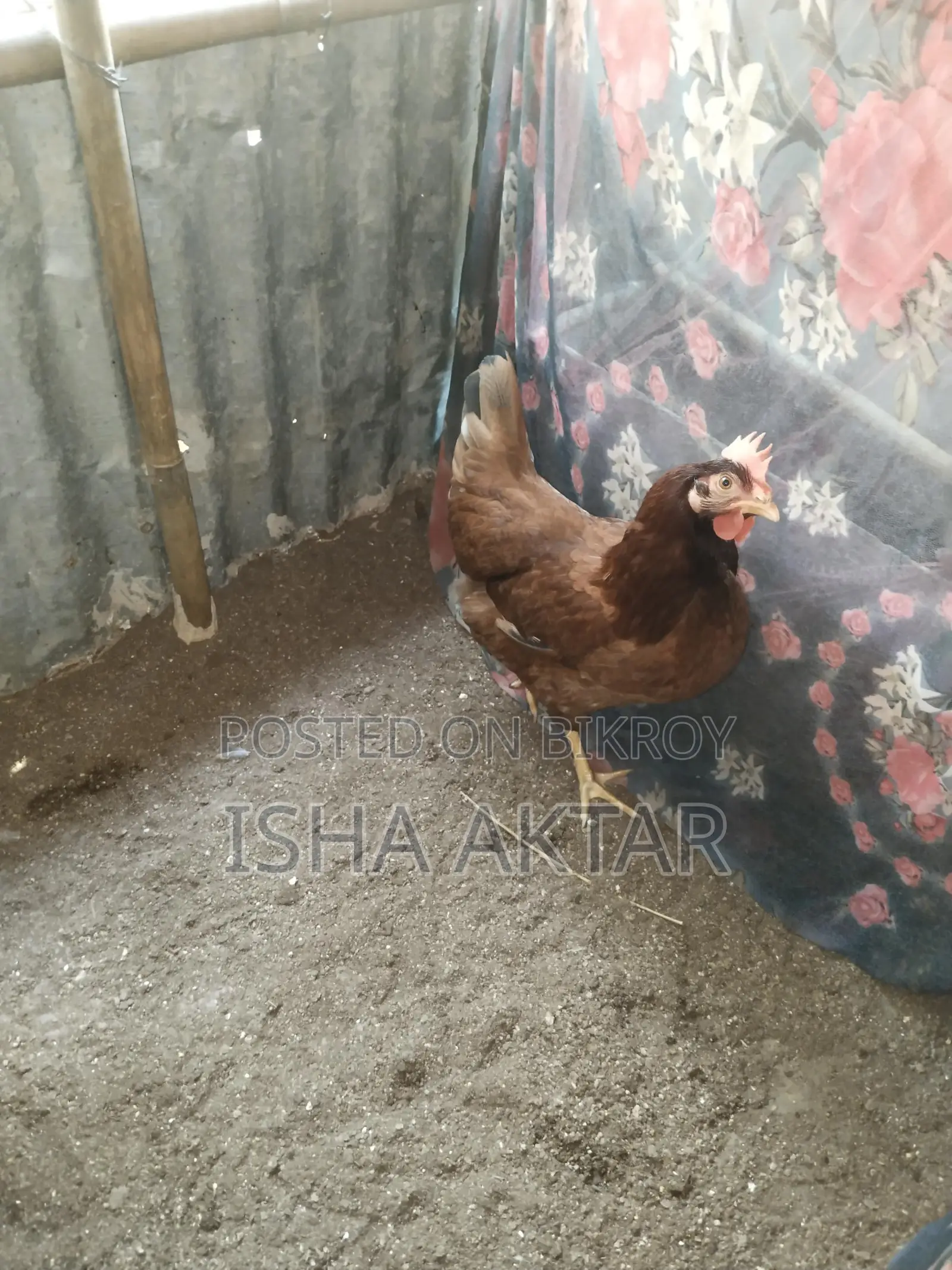 Egg-laying running chickens
