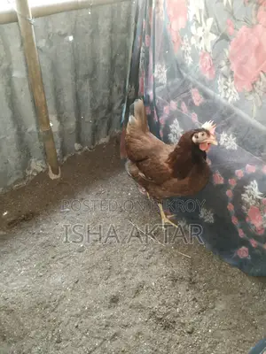 Egg-laying running chickens
