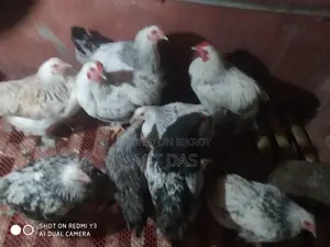 Brahma Chicken for Sale