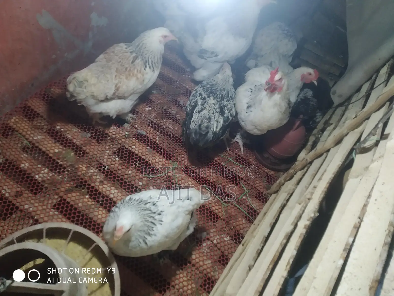 Brahma Chicken for Sale