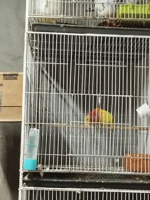 কিছু ডিম বাচ্চা করা রানিং পাখি বিক্রি হবে।