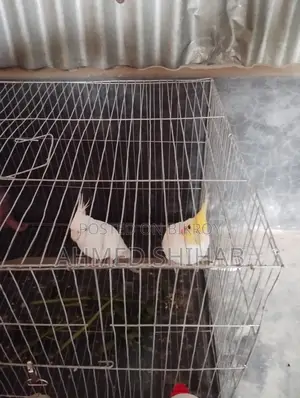 কিছু ডিম বাচ্চা করা রানিং পাখি বিক্রি হবে।