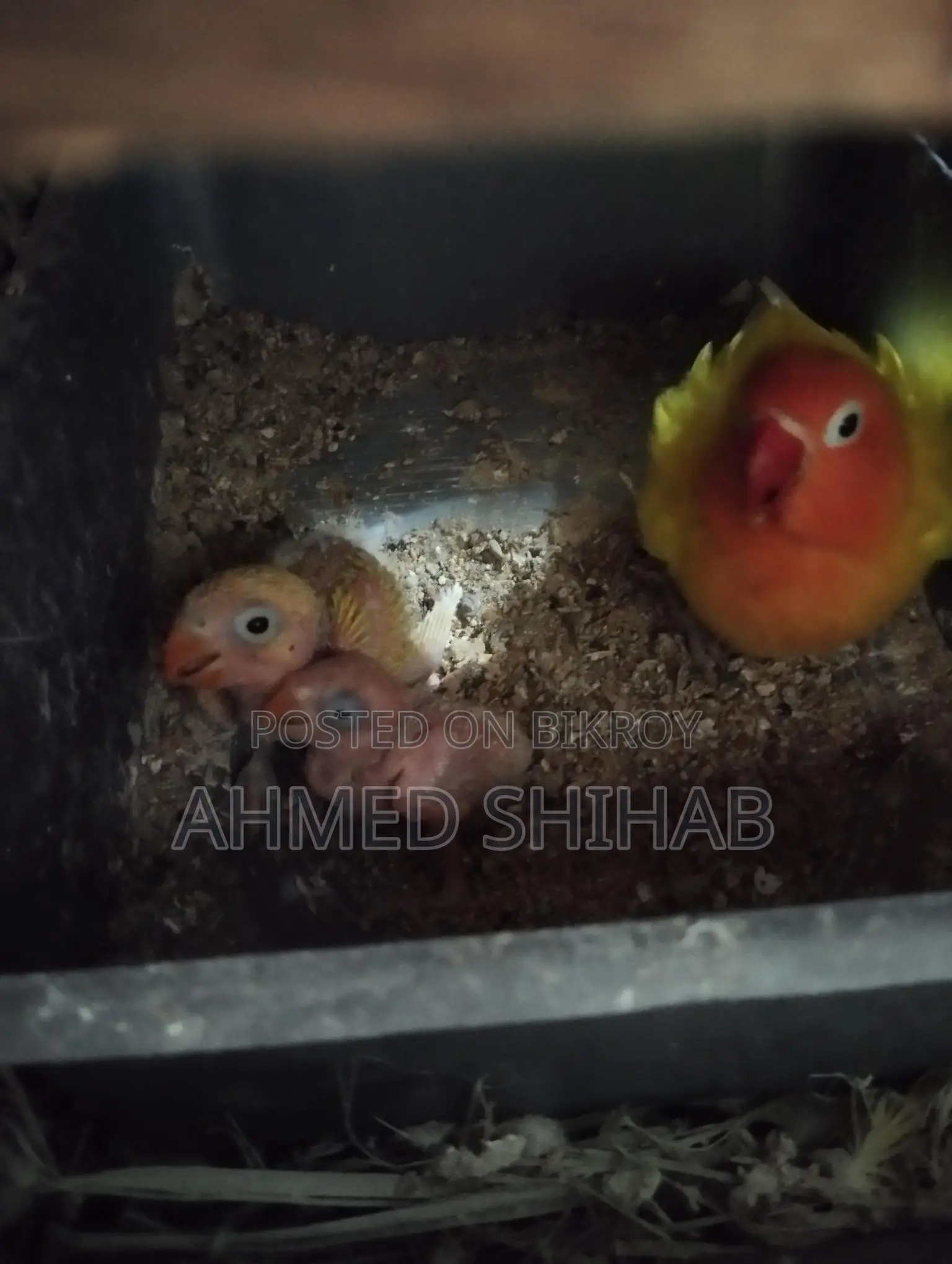 কিছু ডিম বাচ্চা করা রানিং পাখি বিক্রি হবে।