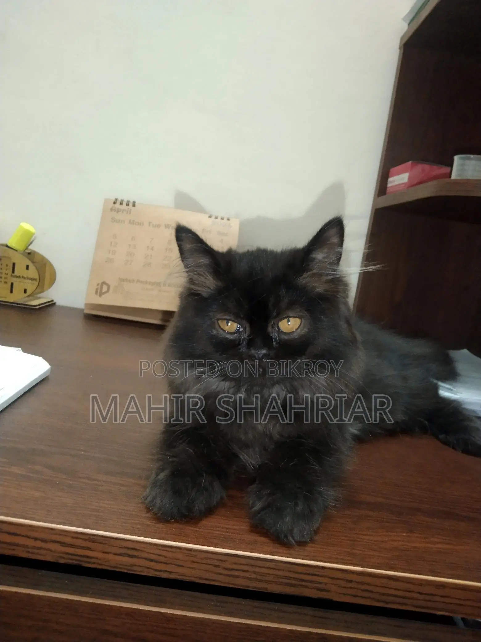 Persian Cat