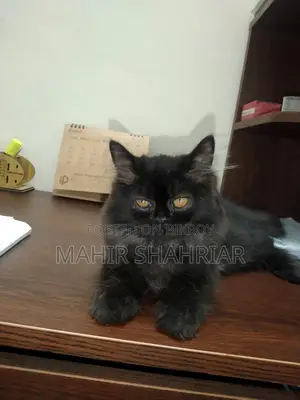 Persian Cat