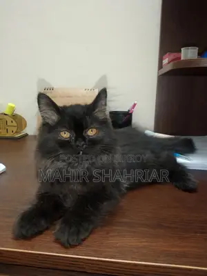 Persian Cat