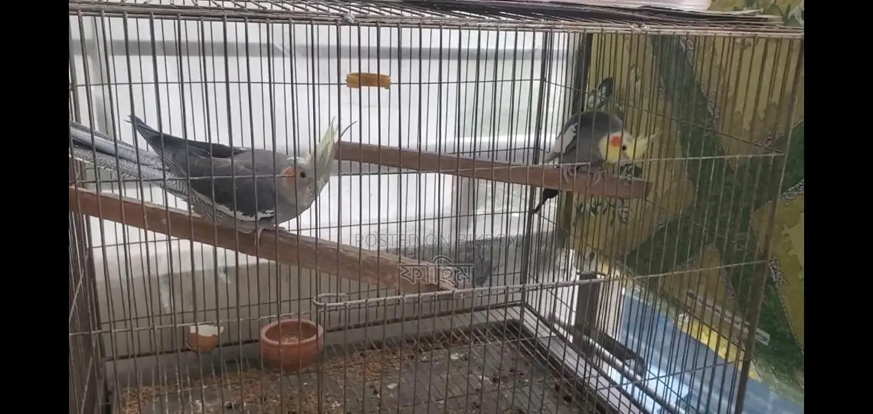Cockatiel Pair and Single