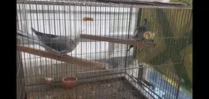 Cockatiel Pair and Single