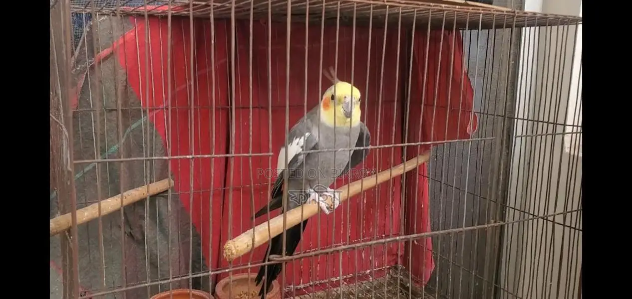 Cockatiel Pair and Single