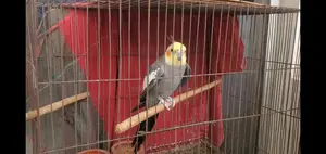 Cockatiel Pair and Single