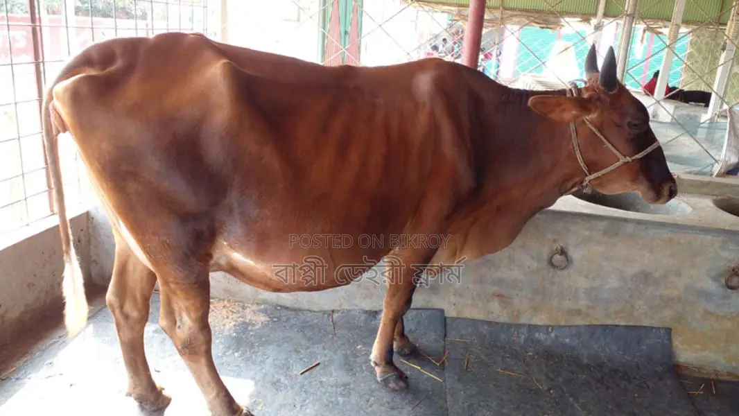 Cow number 1142 is excellent for rearing.