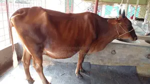 Cow number 1142 is excellent for rearing.
